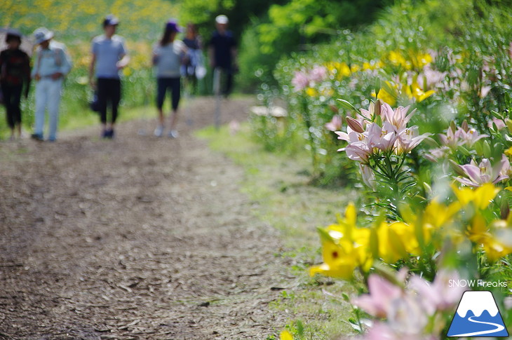 オーンズ春香山ゆり園 今年も綺麗な『ゆり』のシーズン到来♪